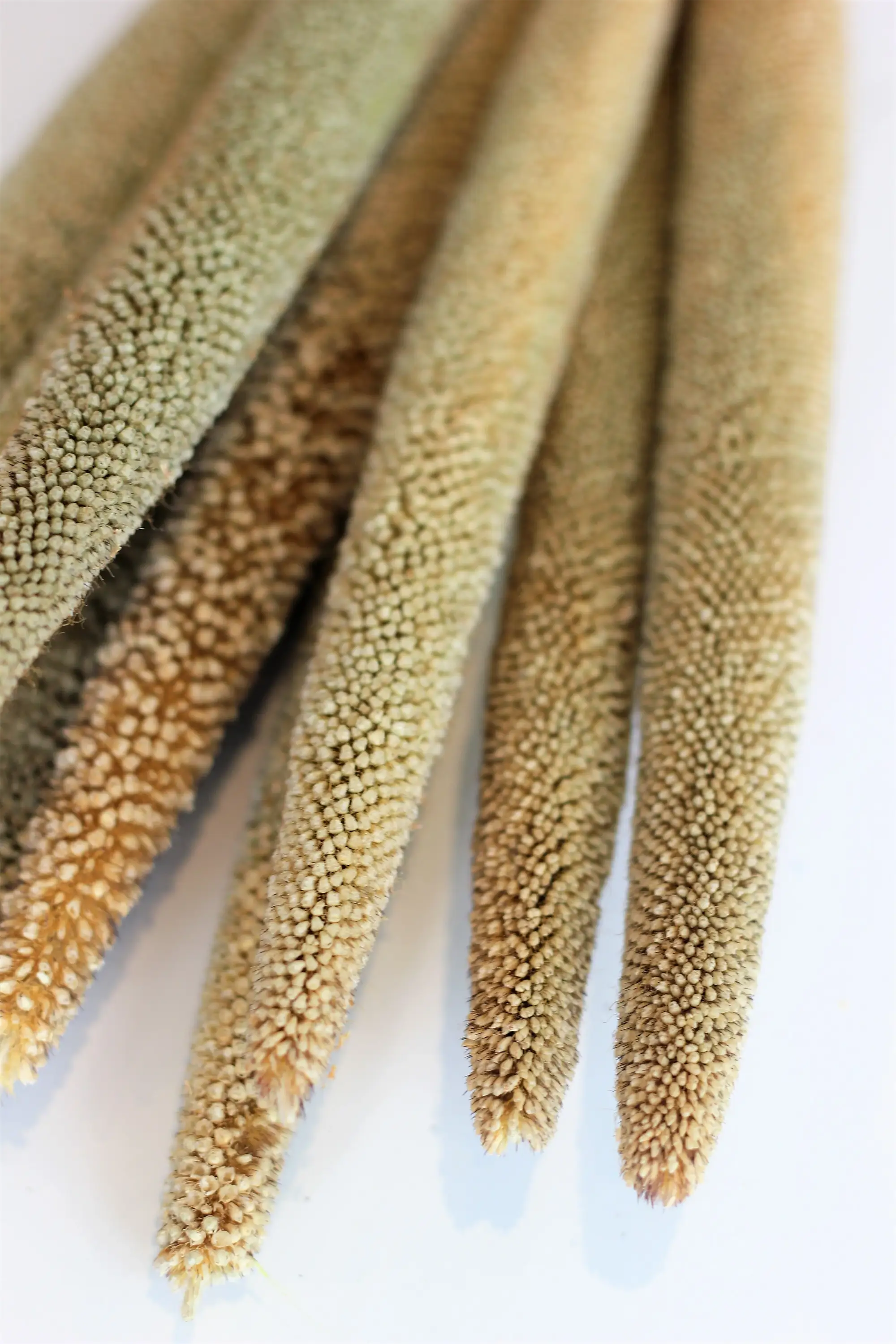 Dried Babala - Natural Bunch, 10 Stems, 60 cm - Image 4