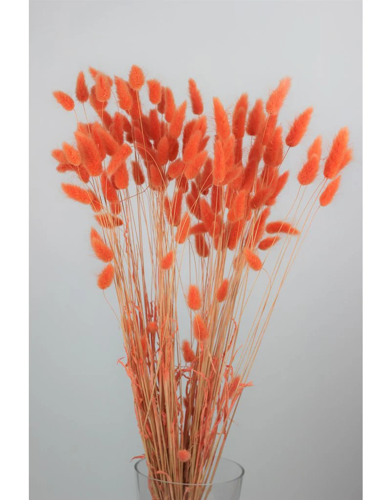 DRIED FLOWERS