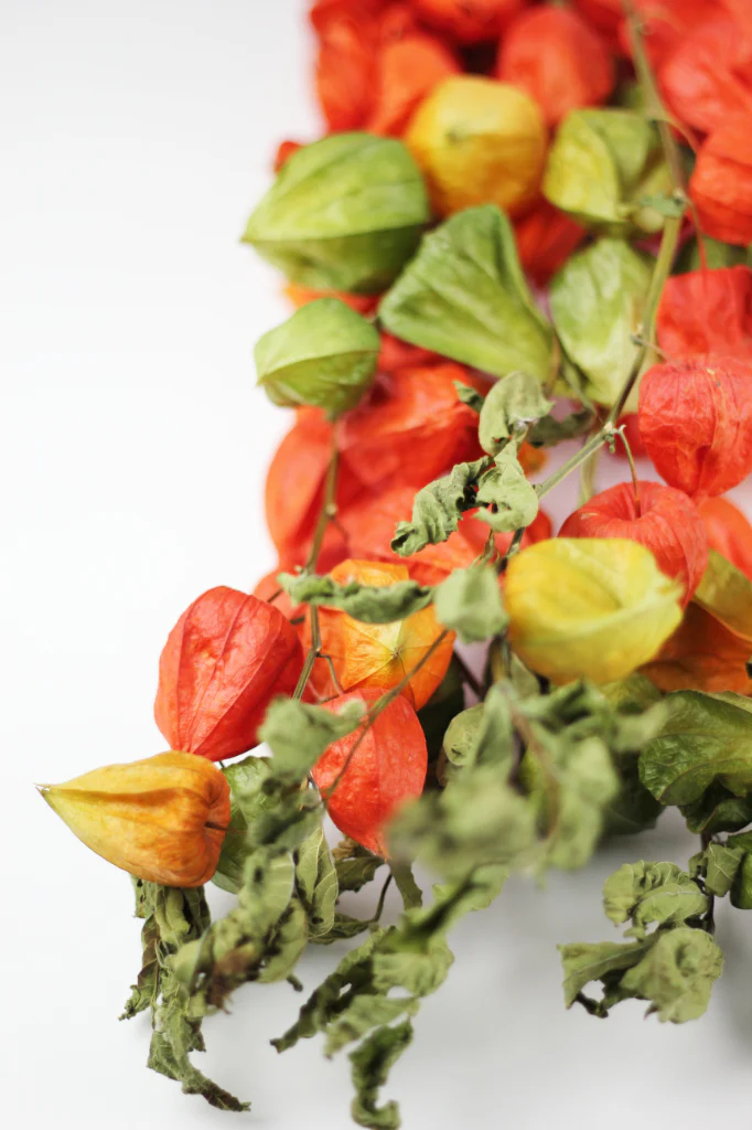 Dried Physalis (Dried Chinese Lanterns) - Natural Bunch, 10 stems 70 cm - Image 4