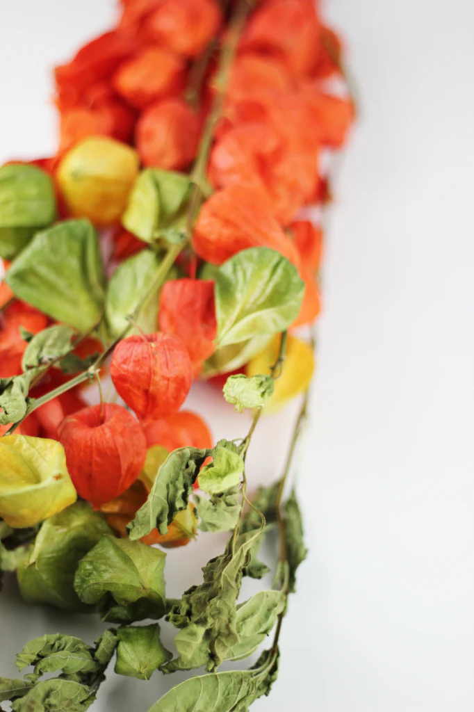 Dried Physalis (Dried Chinese Lanterns) - Natural Bunch, 10 stems 70 cm - Image 5