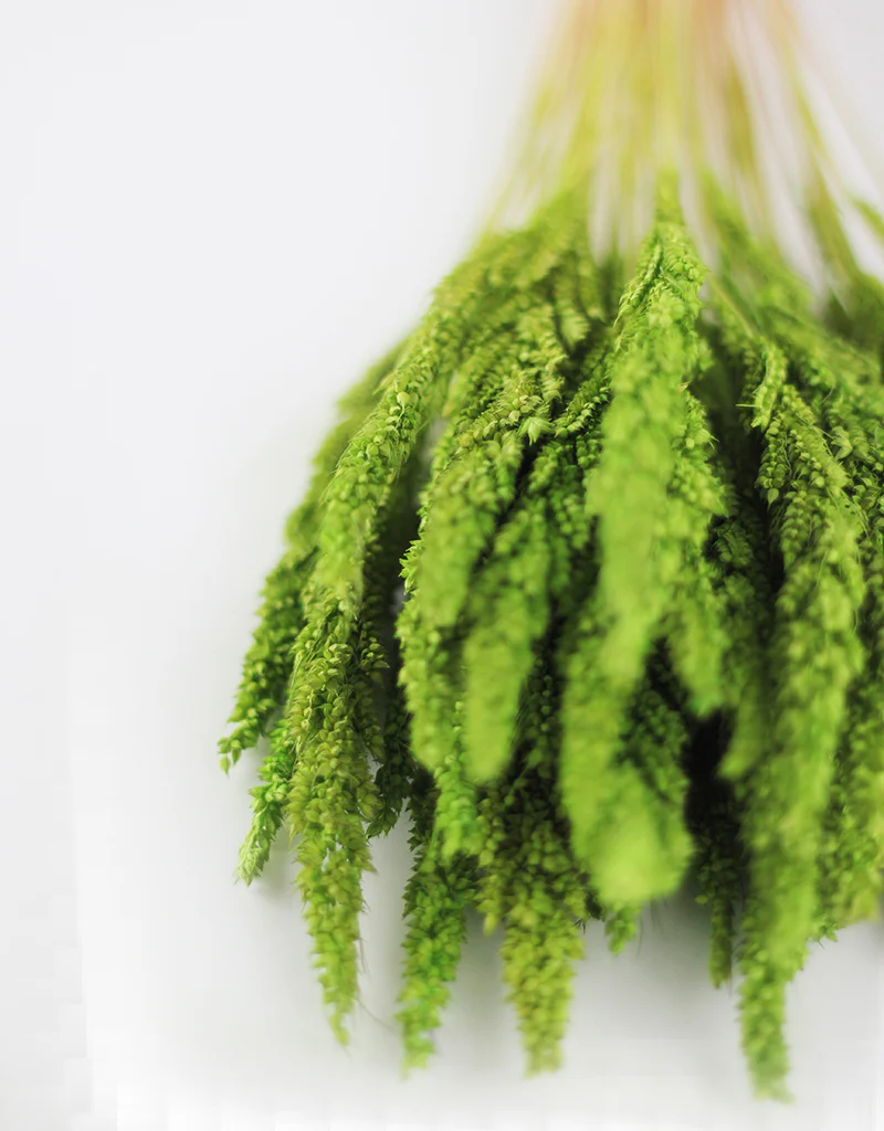 Dried Pinion Grass - Green bunch, 60 cm - Image 3